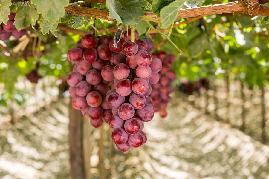 Forever Fresh expands offering as new chilean partner comes onboard