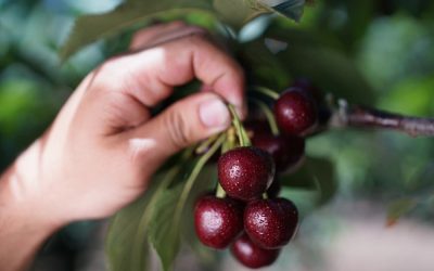 Cherries are not only delicious, they also improve your health