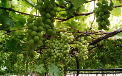 Health Benefits of Green Grapes
