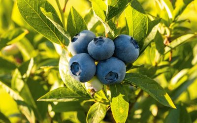 Blueberries Season: Everything you need about